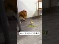ひよこにビビる柴犬