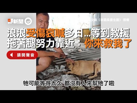 浪浪受傷哀喊多日...等到救援　拖著腿努力靠近：你來救我了