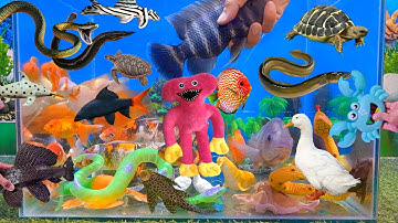 Video tổng hợp cá cảnh đẹp, cá rồng, cá lau kiếng, cá koi, vịt, bạch tuộc, sinh vật dưới nước