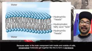Soap Bubble (Vesicle) Investigation