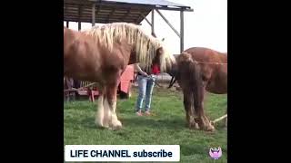 спаривание гигантских лошадей