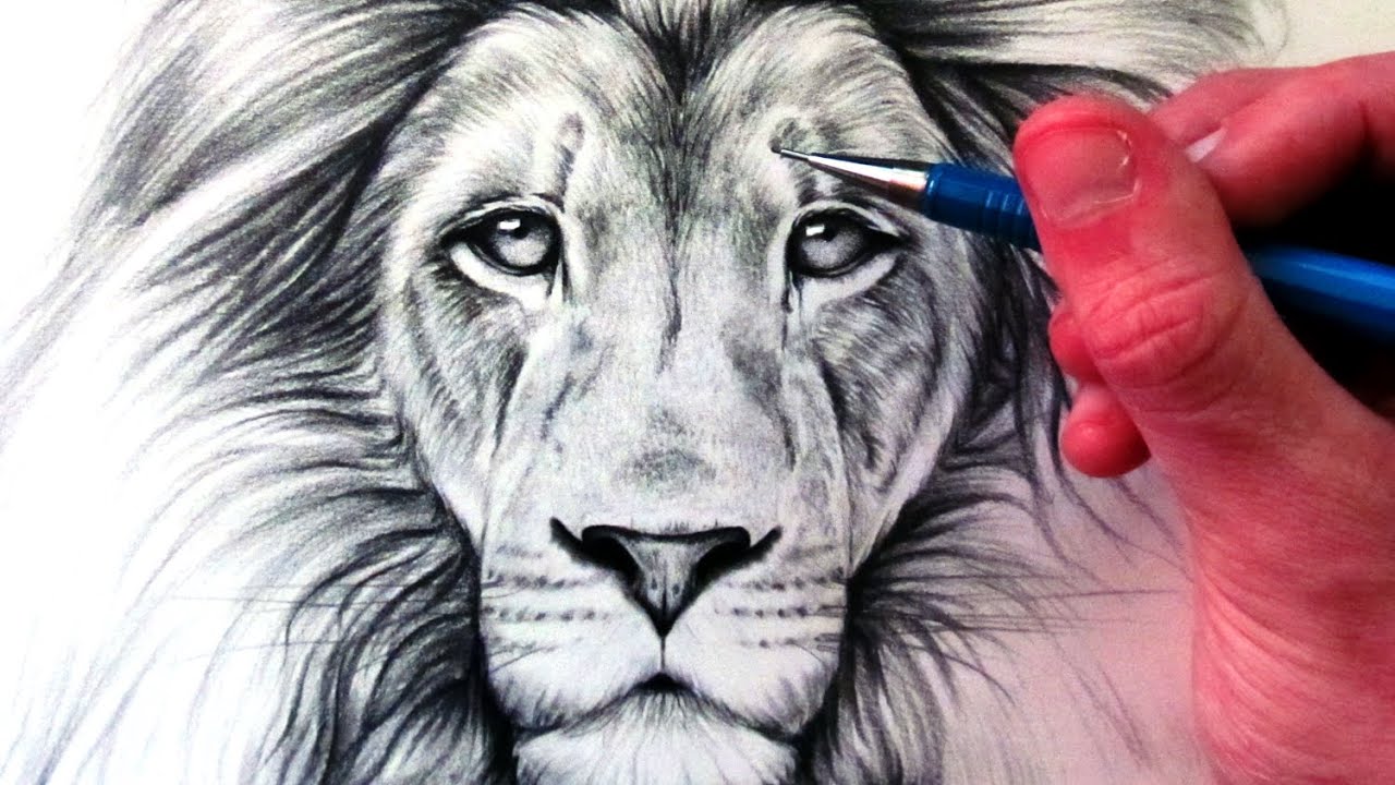 realistic lion drawing step by step