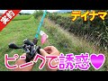 #025【デイナマ】ピンクでナマズを誘惑してみた。Fishing for Catfish in JAPAN
