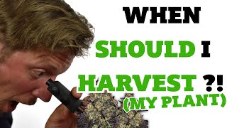 When to harvest cannabis \& why waiting matters 🔎