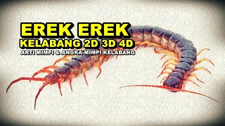 EREK EREK KELABANG 2D 3D 4D & ARTI MIMPI TENTANG KELABANG