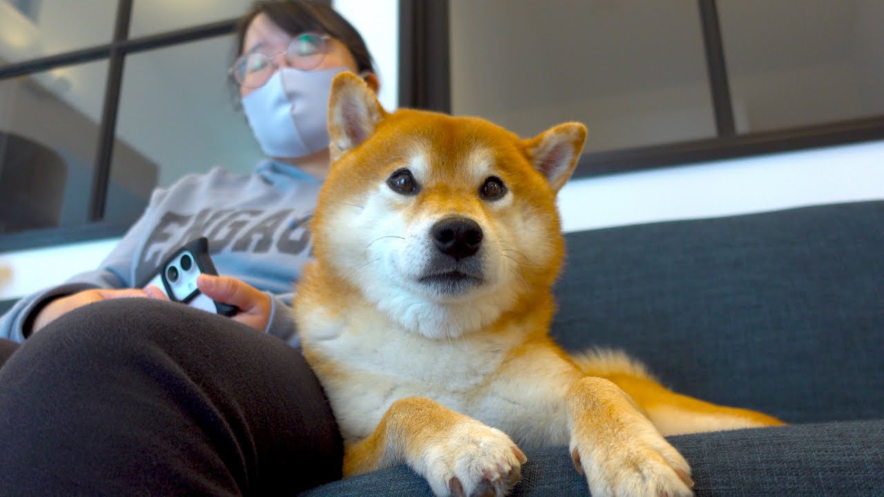 骨折したママを守るように温め続けた‥柴犬と猫の24時間。 - YouTube