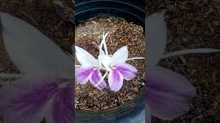 Bhumichampa/ kaempferia rotunda / bhuichafa/peacock ginger plant @sweetlittlegarden4782