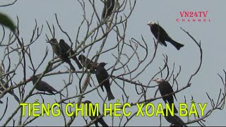 Tiếng chim Héc Xoan cực hay - Vn24tv Channel