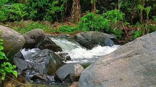 Gentle Flowing Water Sounds to help you Relax 💤 Relaxing Stream Sound to calm the mind