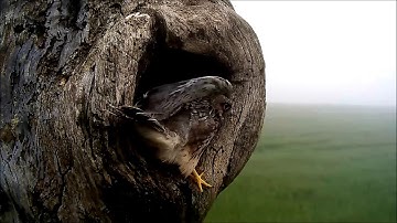 Incredible Moment a Kestrel Chick Takes Its First Flight! | Discover Wildlife | Robert E Fuller