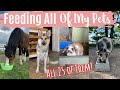 Feeding All 25 Of My Pets In One Video | Lockdown Day 32 | Lilpetchannel