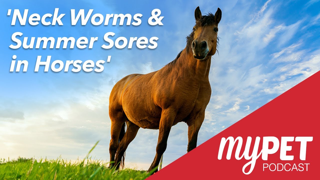 myPET Podcast Neck Worms and Summer Sores in Horses YouTube