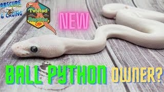 7 Tips for NEW Ball Python Owners 1st Week