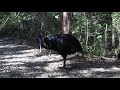 wild female Southern Cassowary calling
