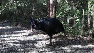 wild female Southern Cassowary calling