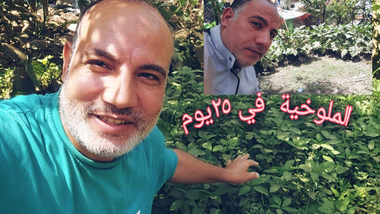 زراعة الملوخية من البذور حتى الحصاد