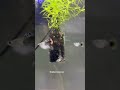Guppy Tank Feeding Frenzy 🐟🔥 | Full Black Moscow &amp; Red Dragon assorted Guppies