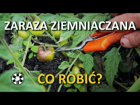 Wideo: Jak leczyć zarazę pomidorową?