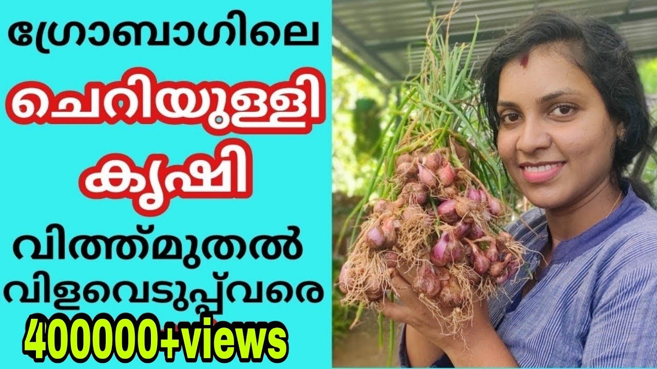 ഗ്രോബാഗിലെ ഉള്ളികൃഷി വൻവിജയം Onion Cultivation to Harvesting
