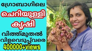 ഗ്രോബാഗിലെ ഉള്ളികൃഷി വൻവിജയം | Onion Cultivation to Harvesting | Malayalam |