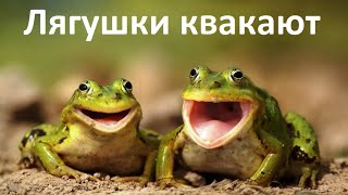 Кваканье лягушки. Песни жаб. Ночной релакс. Кваканье лягушки. Песни жаб. Ночной релакс.