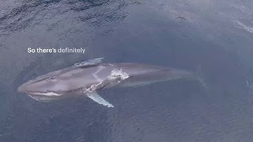 Ocean Literacy Principle #5 - Asha de Vos for World Oceans Day 2020