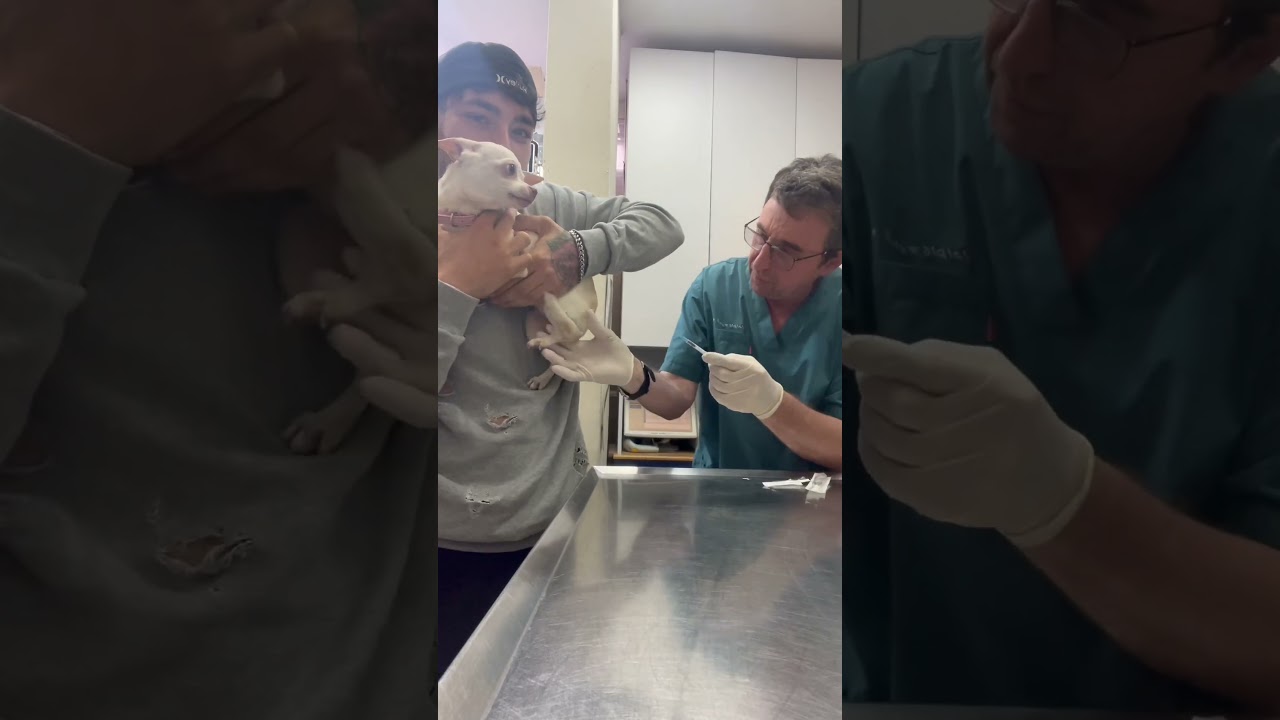 My dog hates syringe?? #dog #nikiozeri #funny #chihuahua