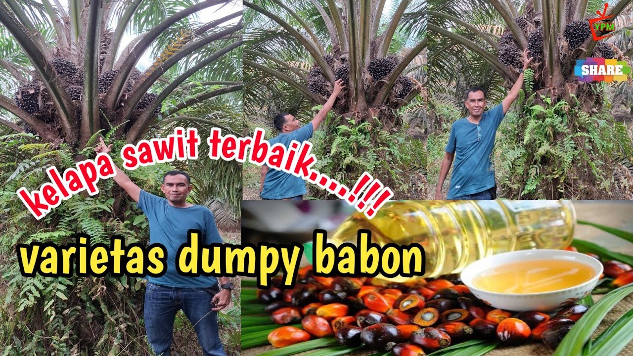 kelapa sawit dumpy varietas terbaik di indonesia