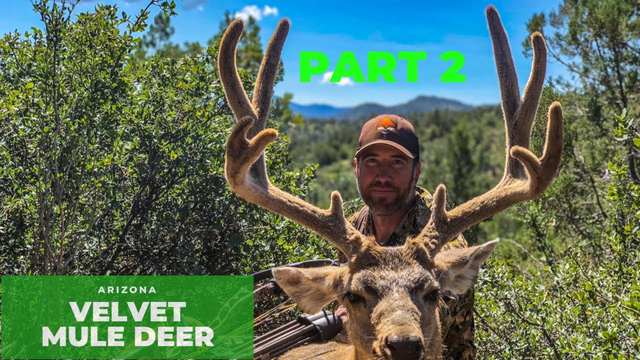 ARIZONA ARCHERY DEER HUNTING AZ OTC Early Archery Mule Deer Pt. 2