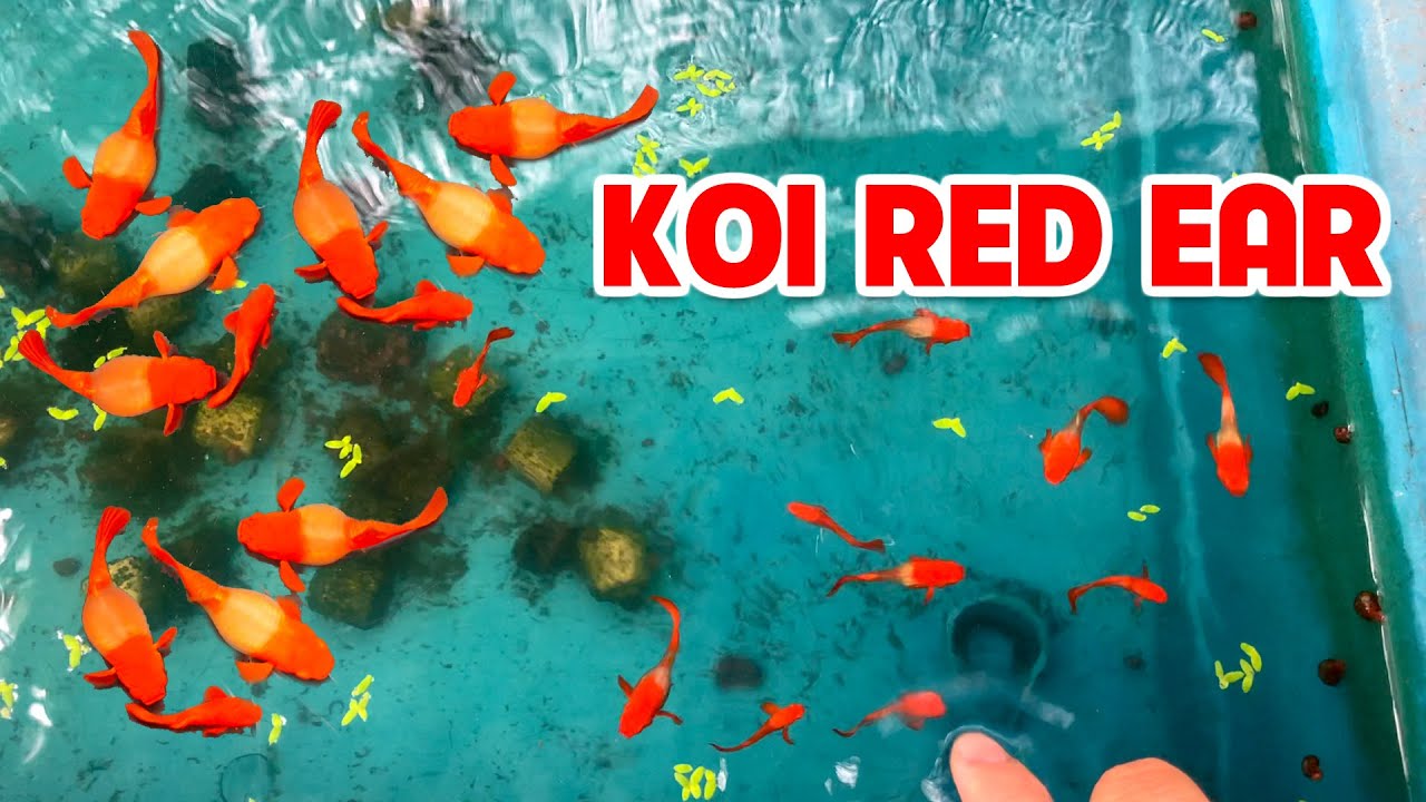 Trại Cá Guppy Của Hồ Cá Ngoài Trời . Chỉ Còn Koi Red Ear