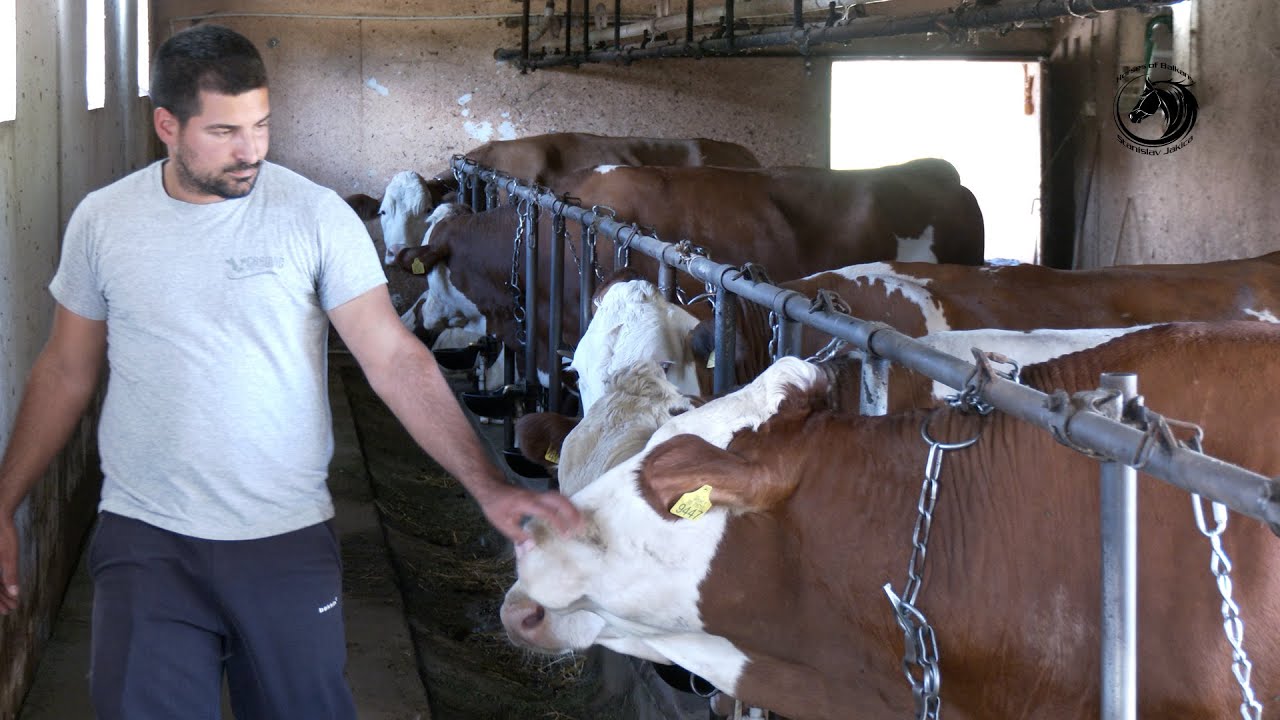 - NAŠE KRAVE DAJU PREKO 30 LITARA MLIJEKA -