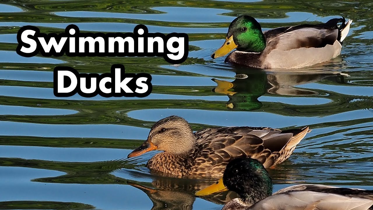 Get ducks. Duck Swim. A Duck can Swim. Ducks swimming one Day. Bad Day? Just watch this #shorts #Ducklings #swimming.