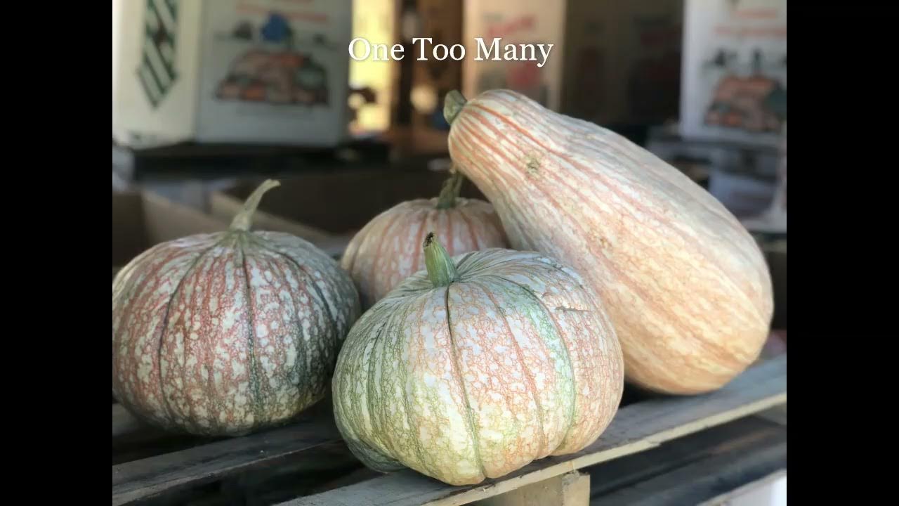 Clifton Seed Company Pumpkins YouTube