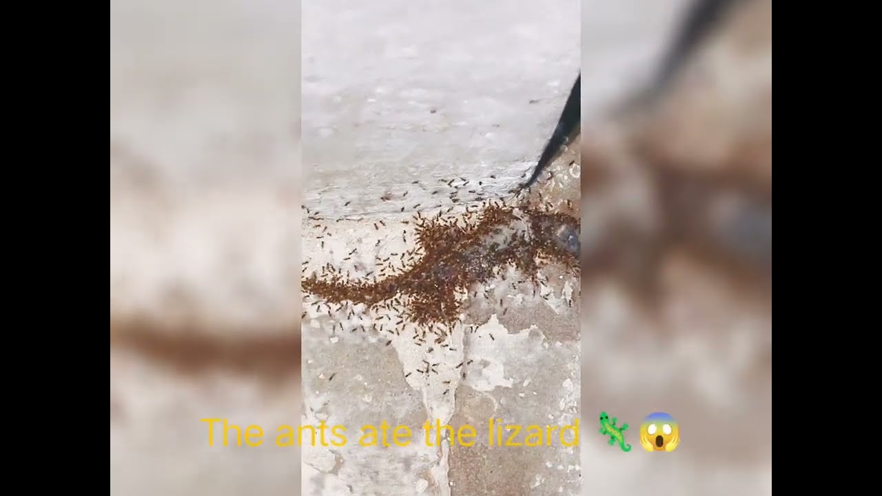 The ants ate the lizard 🤢😱 #mammals 