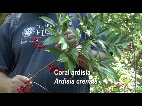 Vídeo: Care Of Coralberries - Informació sobre el cultiu de plantes de Coralberry