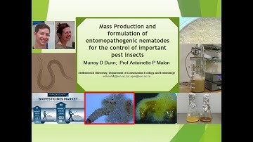 Mass production & formulation of nematodes for improved field application against key insect pests
