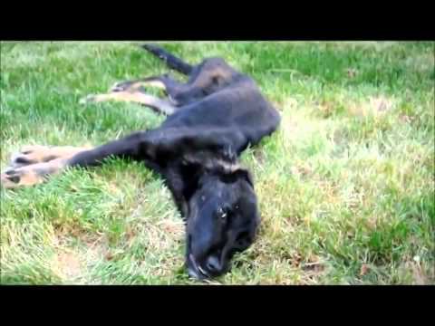 Vidéo: L'incroyable histoire du chien sauvé du fond d'un canyon en Arizona