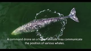 Серый кит. Научные исследования на острове Сахалине