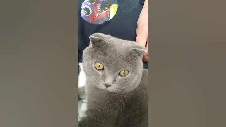 Video 9327841: british shorthair cat purring