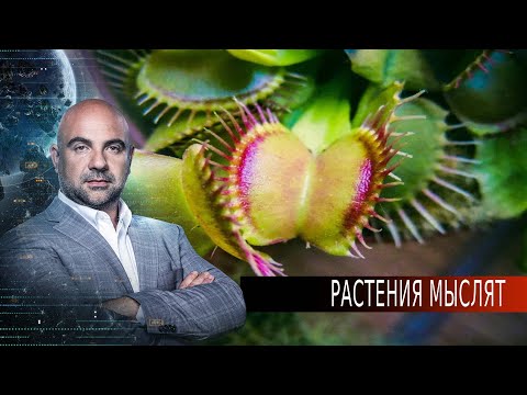 Растения мыслят. «Как устроен мир" с Тимофеем Баженовым (26.08.20).