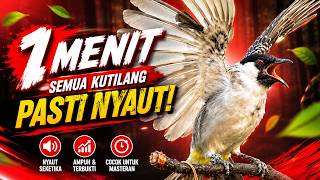 Suara Burung Kutilang Gacor Garuda Paling Ampuh Untuk Masteran Dan Pikat