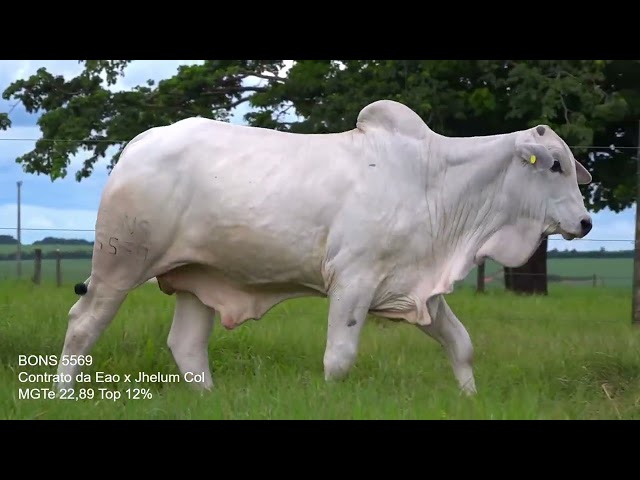 Lote 69   Leilão Virtual Especial Bonsucesso