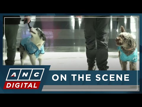 LOOK: Therapy dogs comfort stressed passengers at Istanbul Airport | ANC