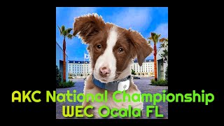 AKC 2022 National Agility Championship at WEC Ocala FL