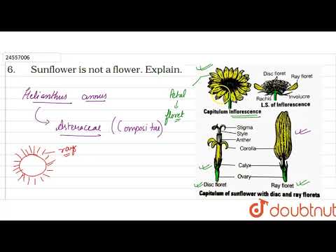 Videó: A napraforgó ray virágai vannak?