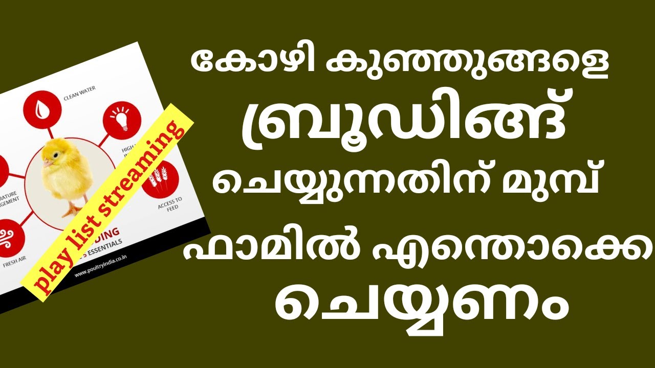 കോഴിക്കുഞ്ഞുങ്ങളെ ബ്രൂഡിങ്ങ് ചെയ്യുന്നതിന് മുമ്പ് ഫാമിൽ എന്തൊക്കെ ചെയ്യണം :  കോഴി വളർത്തൽ പരിശീലനം