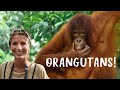 ORANGUTANS in BORNEO! | Sepilok Orangutan Rehab Centre in Sandakan, Sabah, Malaysia