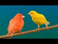 Canto de pássaros Canários Silvestres Áudio muito Relaxante Pássaro Cantando Bonito Canário