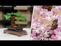 LEGO Bonsai Tree | LEGO Botanical Collection Designer Video | 10281