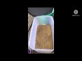 Healthy food for parrot's